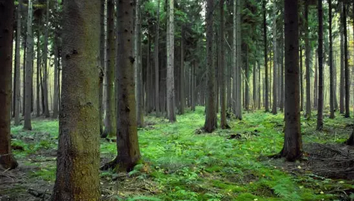 仟億達(dá)831999:林業(yè)碳匯項(xiàng)目的儲備與開發(fā)“意義 仟億達(dá)831999:林業(yè)碳匯項(xiàng)目的儲備與開發(fā)“意義