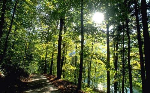 仟億達(dá):林業(yè)碳匯誤區(qū),你了解多少 林業(yè)碳匯